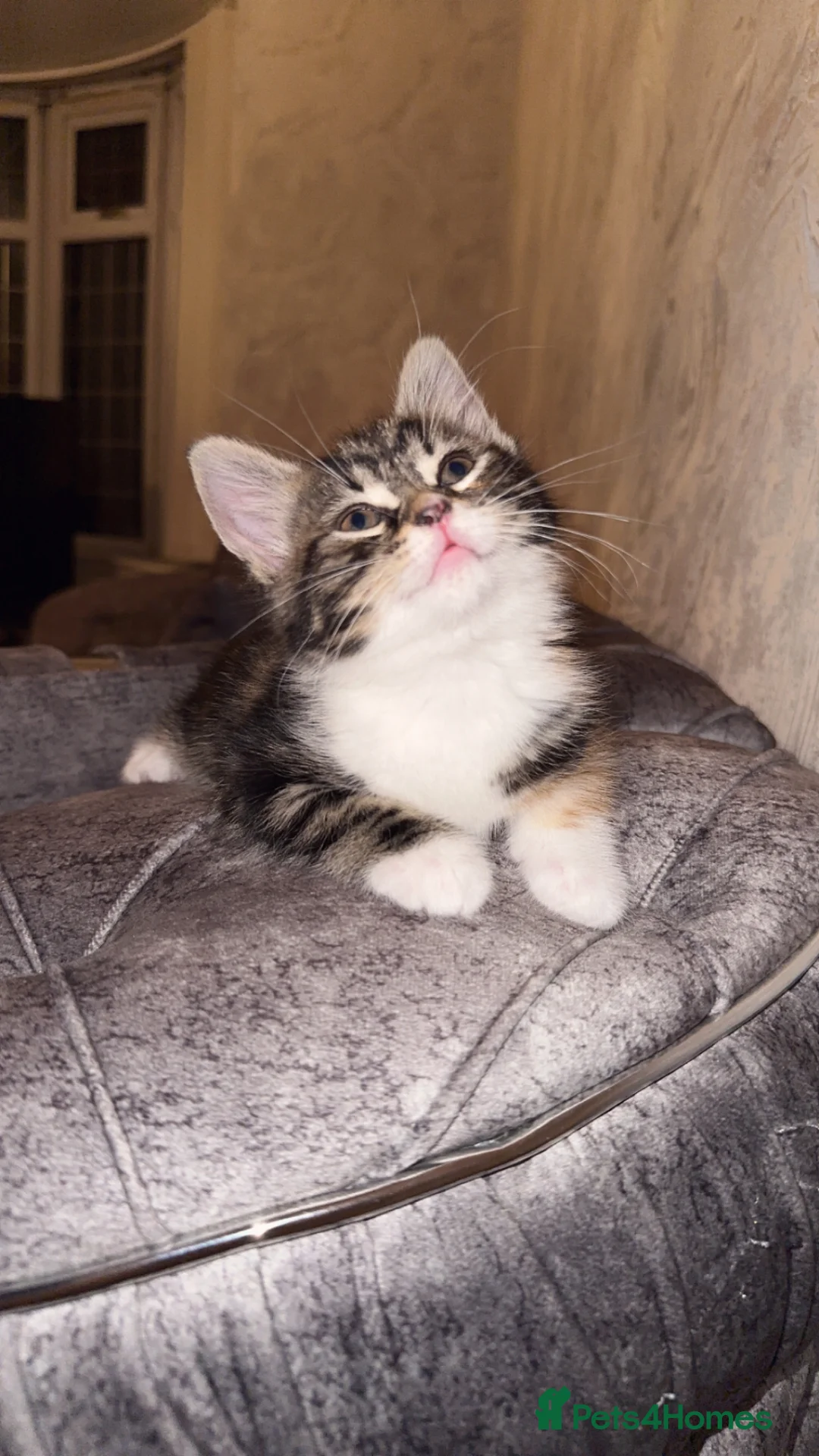 Domestic Shorthair cats for sale: Adorable Tabby/British shorthair cross - Advert 1