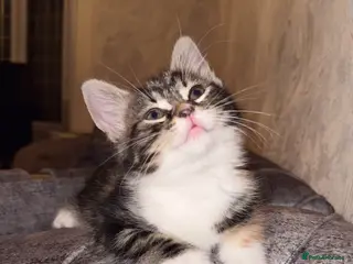 Domestic Shorthair cats Adorable Tabby/British shorthair cross - Advert 1