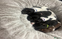 Dachshund dogs for sale: Tiny long haired piebald dachshunds for sale ! - Image 2