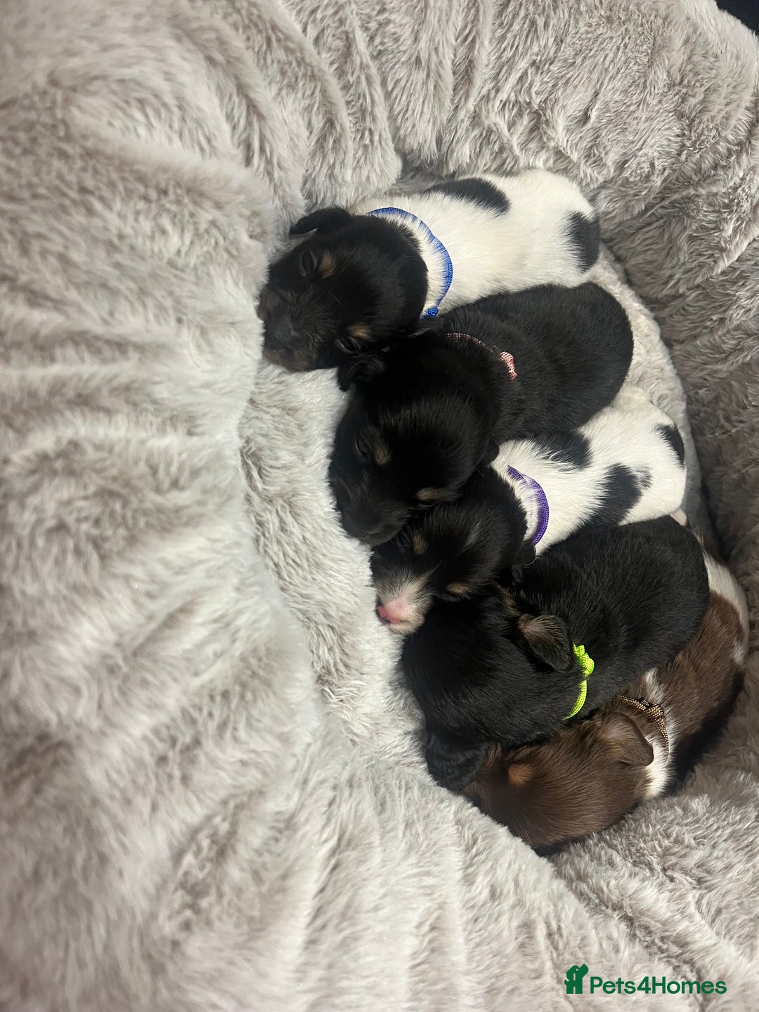 Dachshund dogs for sale: Tiny long haired piebald dachshunds for sale ! - Image 2