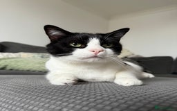 Ragdoll cats for sale: Boy Ragdoll for sale - Image 1