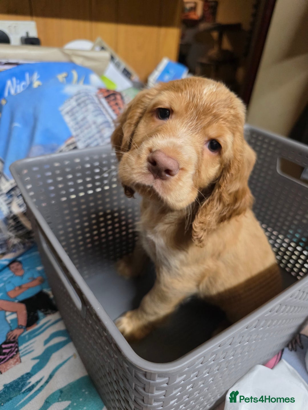 Cocker Spaniel dogs for sale: Stunning cocker spaniel puppies 2 boys left  - Advert 19