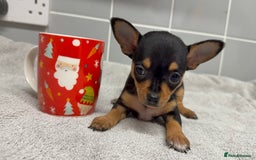 Chihuahua dogs for sale: Beautiful Female Chihuahua Puppies  - Image 3
