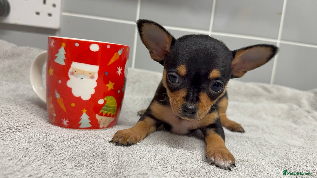 Chihuahua dogs for sale: Beautiful Female Chihuahua Puppies  - Image 3