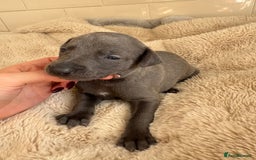 Whippet dogs for sale: Solid Blue KC Whippet Puppies - Image 7
