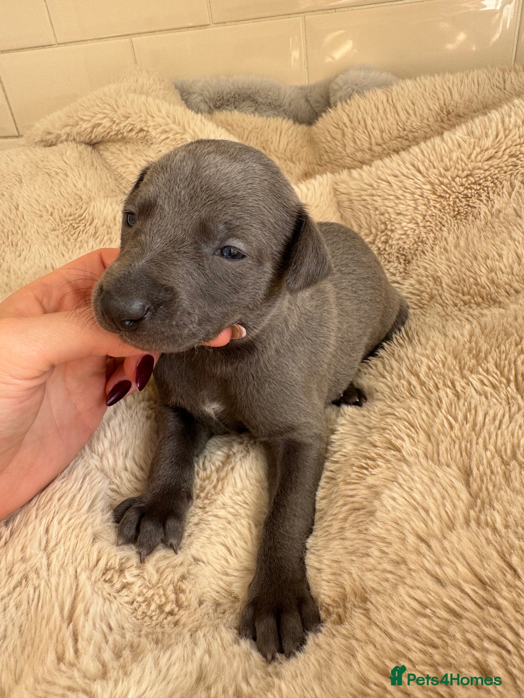 Whippet dogs for sale: Solid Blue KC Whippet Puppies - Image 7