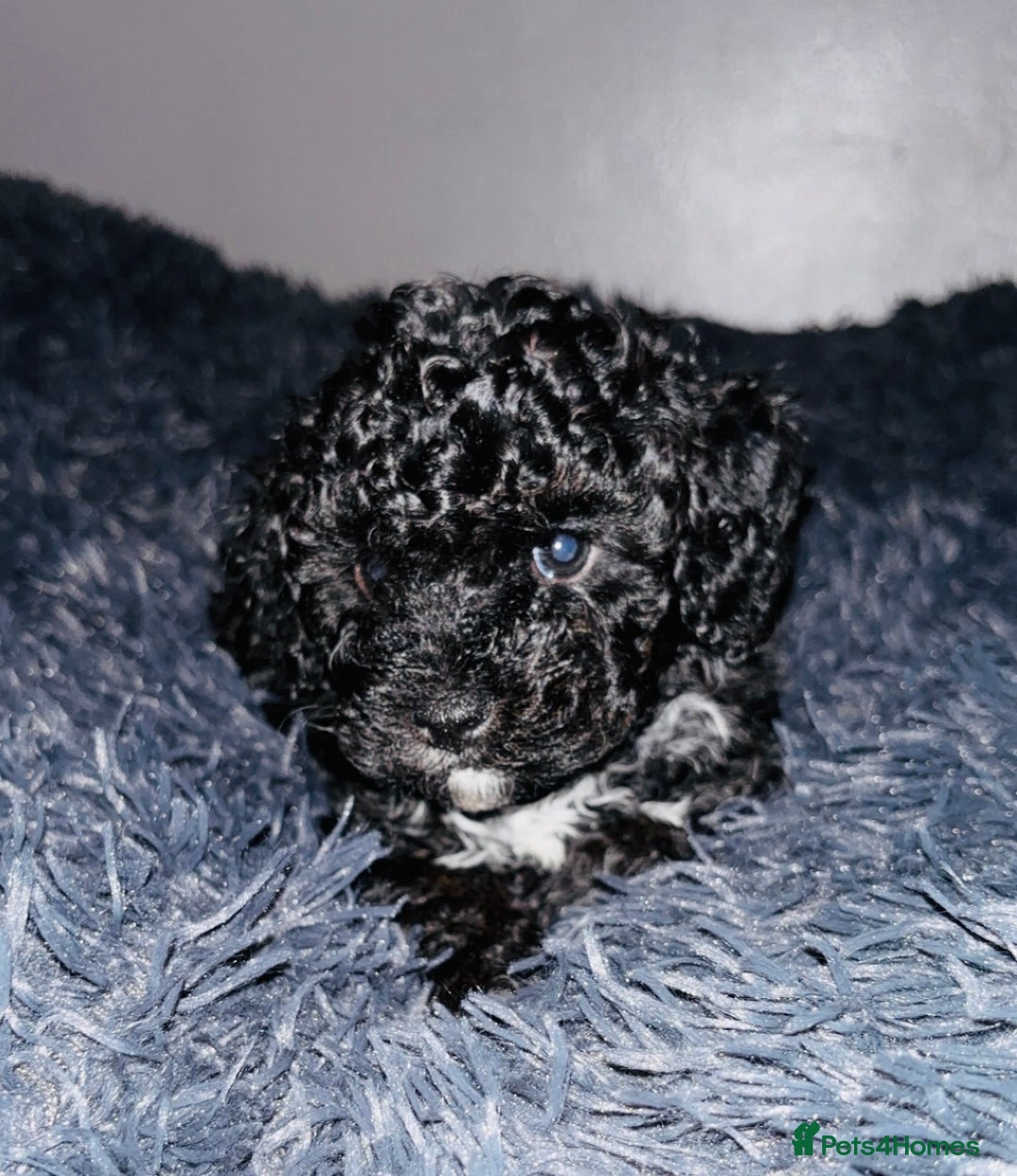 Cavapoo dogs for sale: F2B Cavapoo puppies  - Image 7