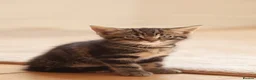 Mixed Breed cats for sale: Sweet baby Kitts - Advert 5