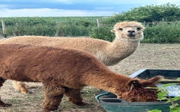 Alpaca livestock for sale: Herd of mixed Alpacs - Image 2