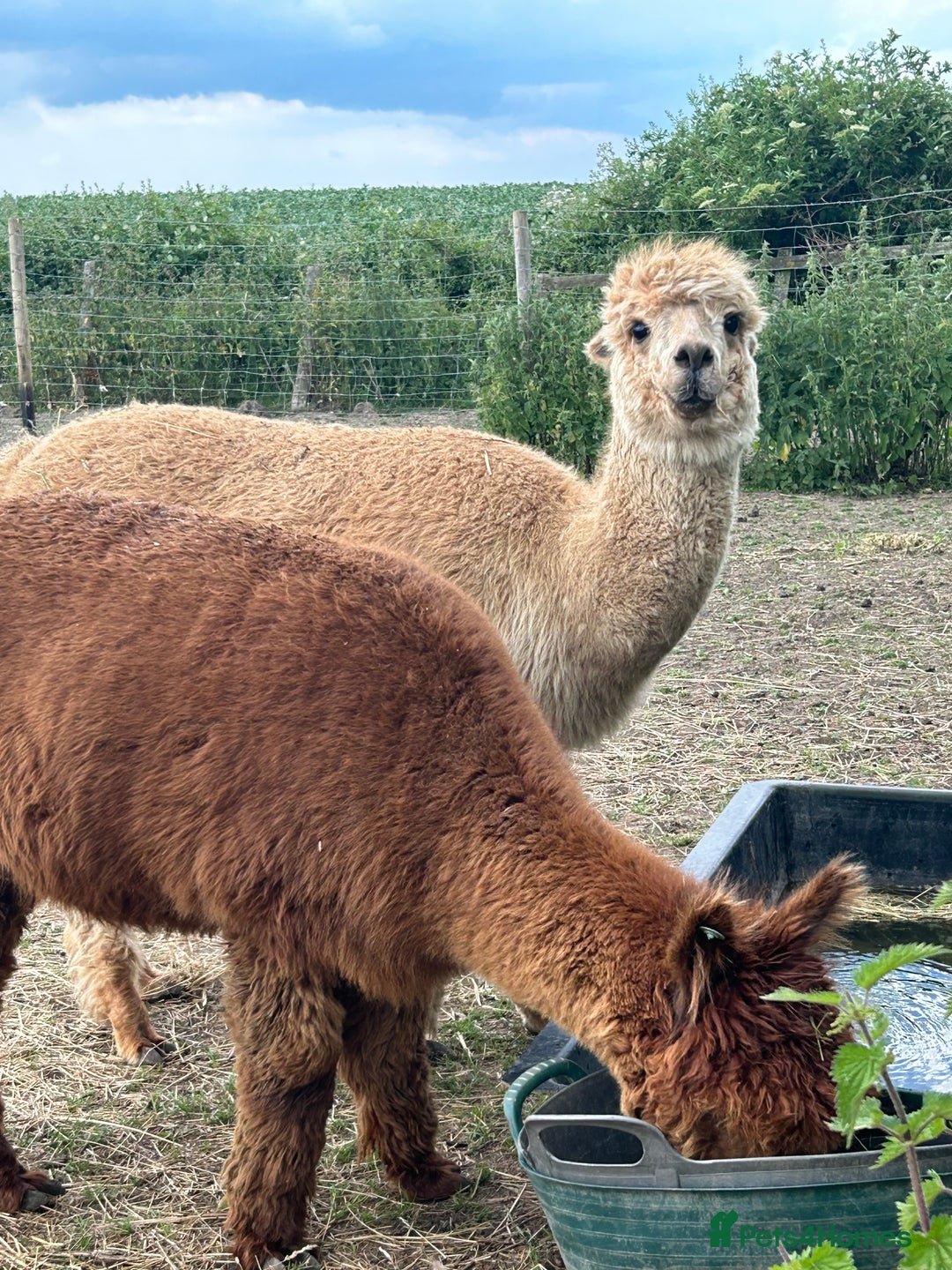 Alpaca livestock for sale: Herd of mixed Alpacs - Image 2