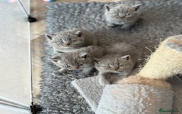 British Shorthair cats for sale: British Shorthair Kittens - Image 4