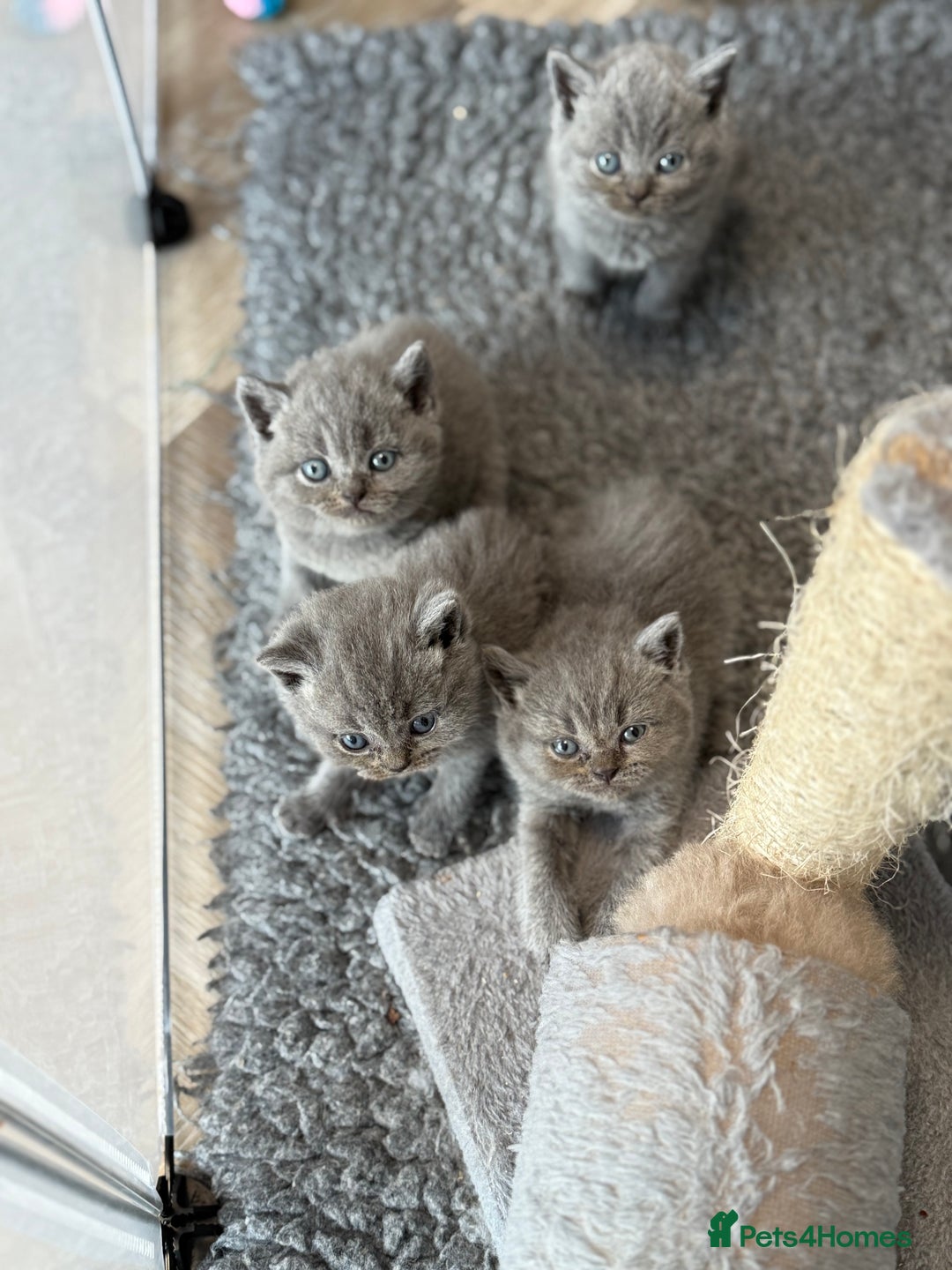 British Shorthair cats for sale: British Shorthair Kittens - Image 4
