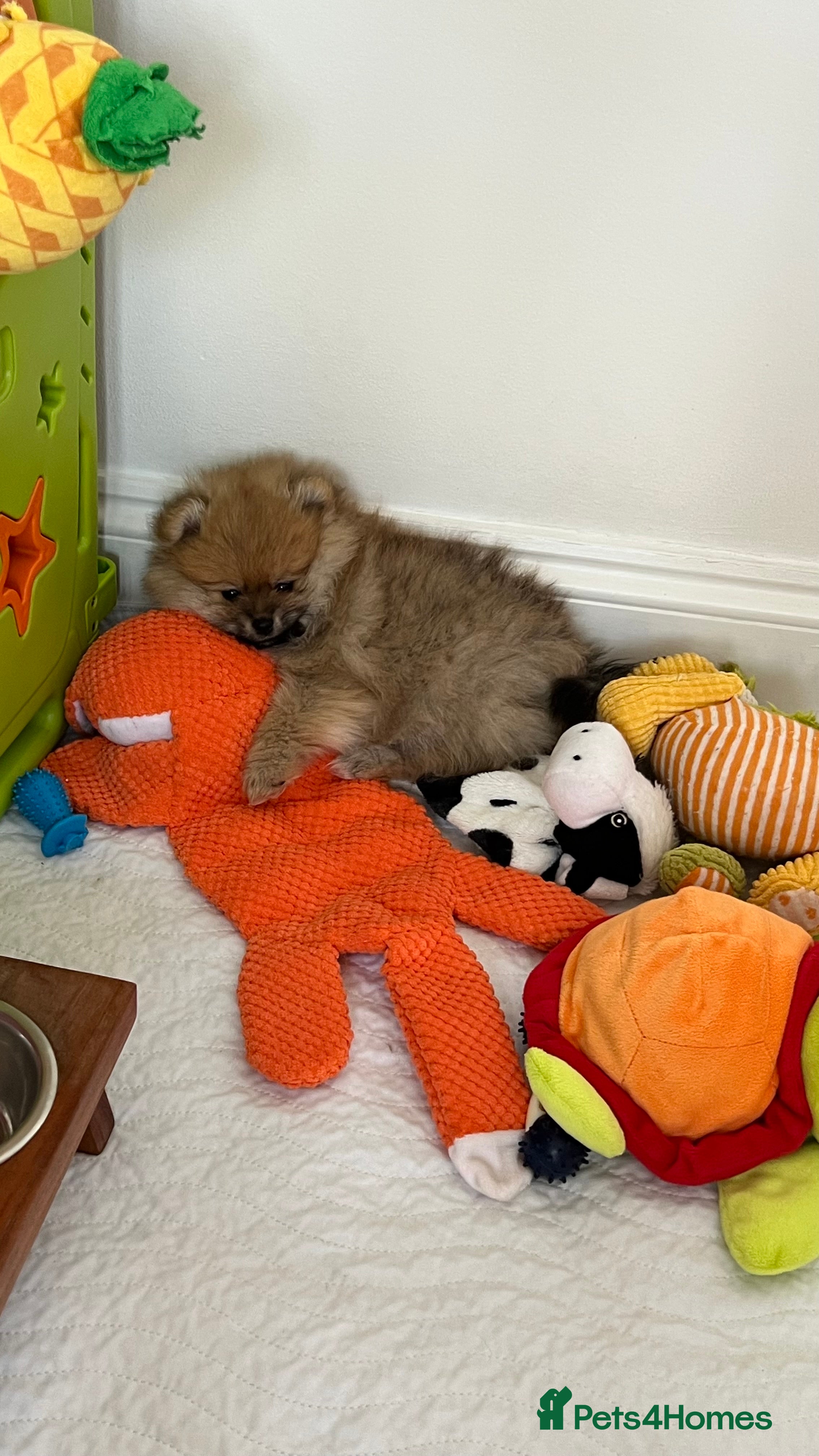 Pomeranian dogs ADORABLE PURE POMERANIAN KC - Advert 2