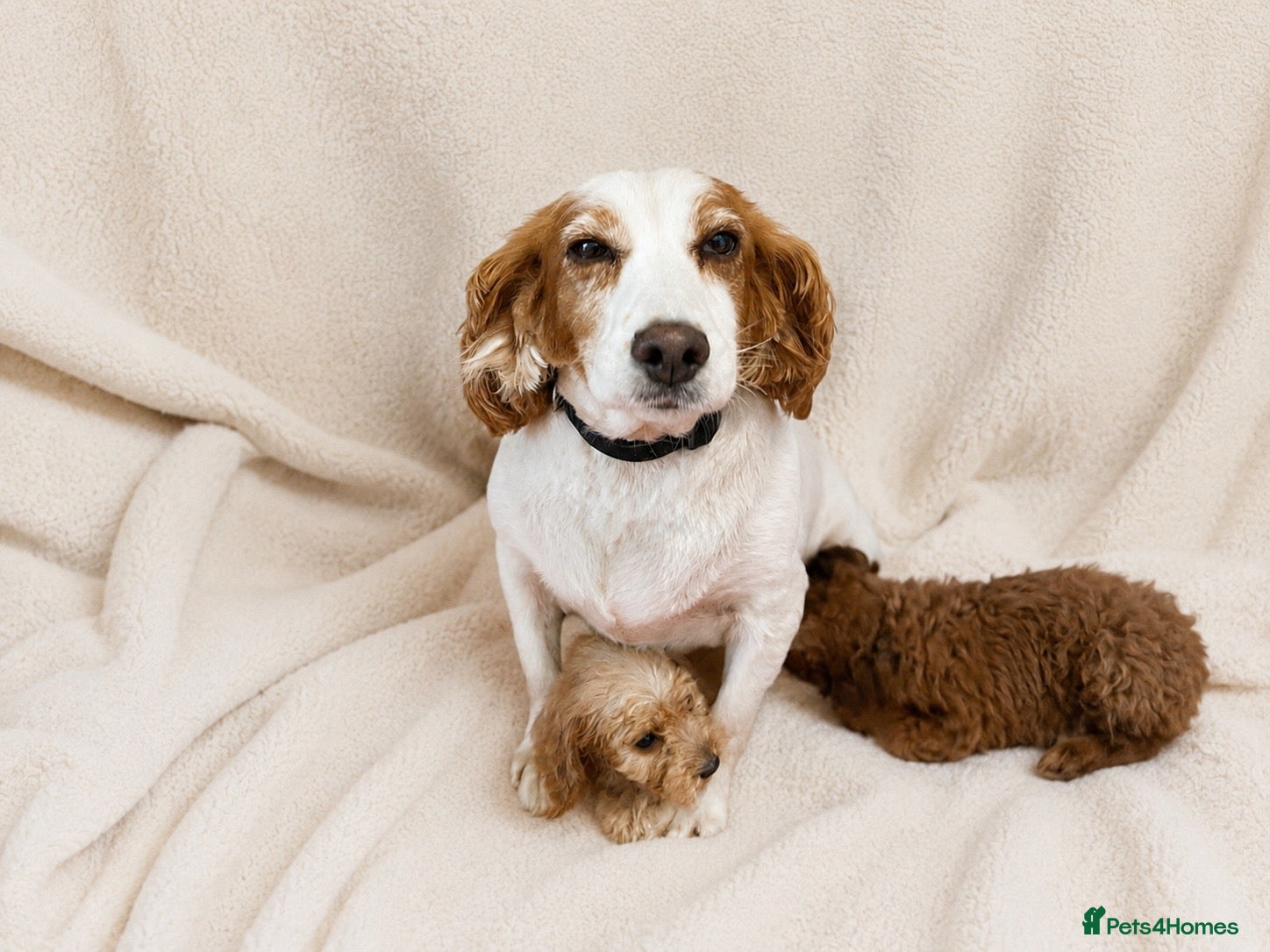 Cockapoo dogs F1 cockerpoo  - Advert 1