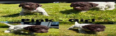 Lagotto Romagnolo 6
