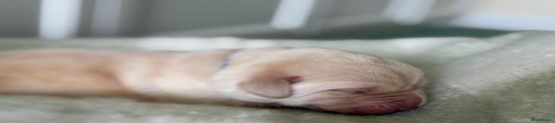Labrador Retriever blue