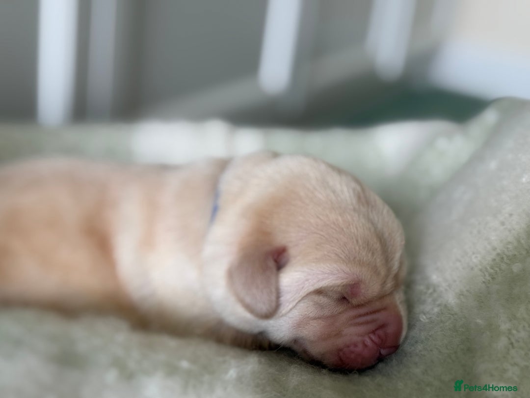 Labrador Retriever dogs for sale: Labrador pups service quality assured - Image 13