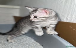 Maine Coon cats for sale: ✨2 Boys and 3 Girls Maine Coon kittens ✨🐾 - Image 20