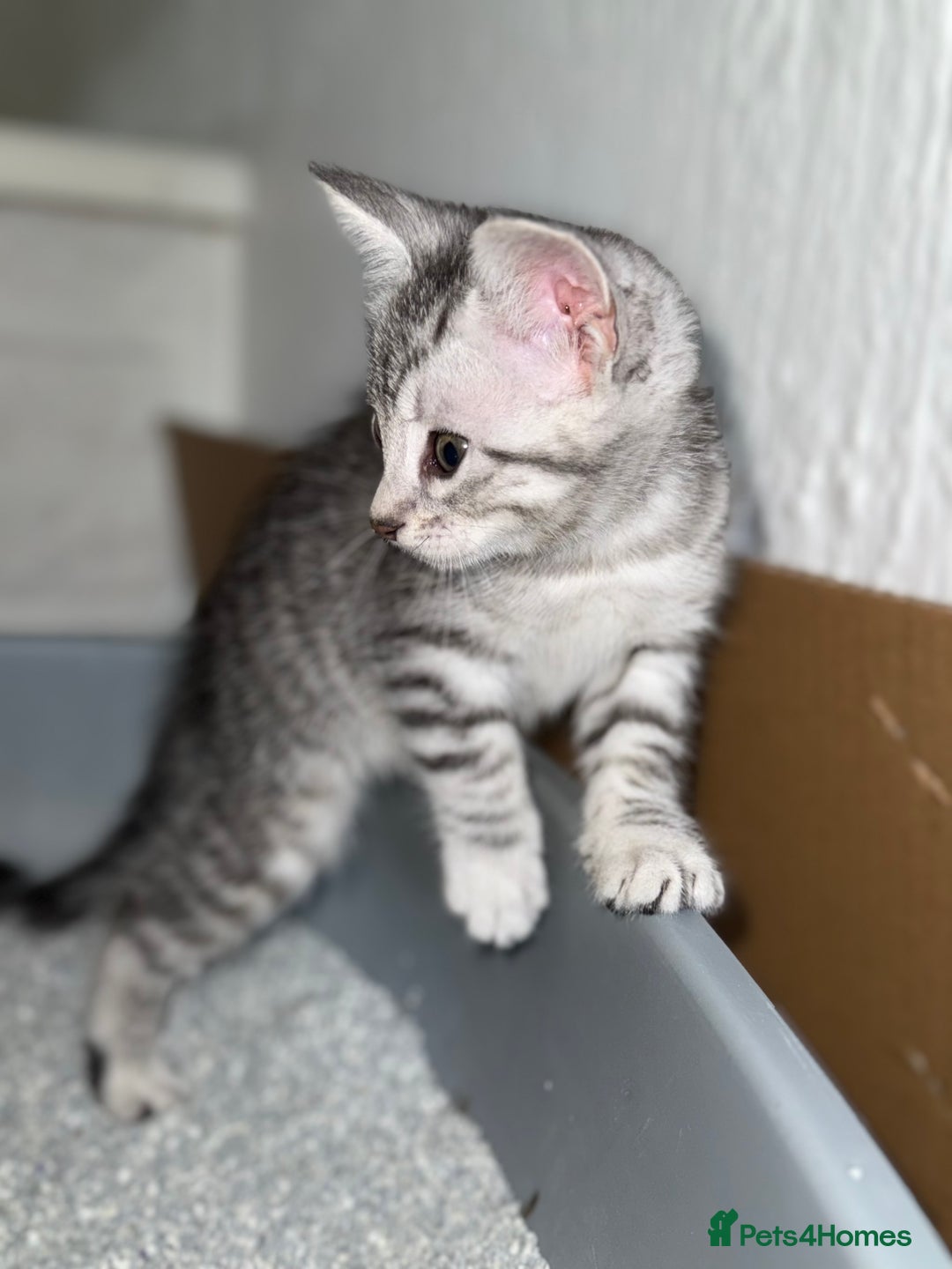 Maine Coon cats for sale: ✨2 Boys and 3 Girls Maine Coon kittens ✨🐾 - Image 20
