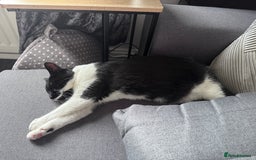 Domestic Shorthair cats for sale: Lovely cat female looking for home! - Image 8