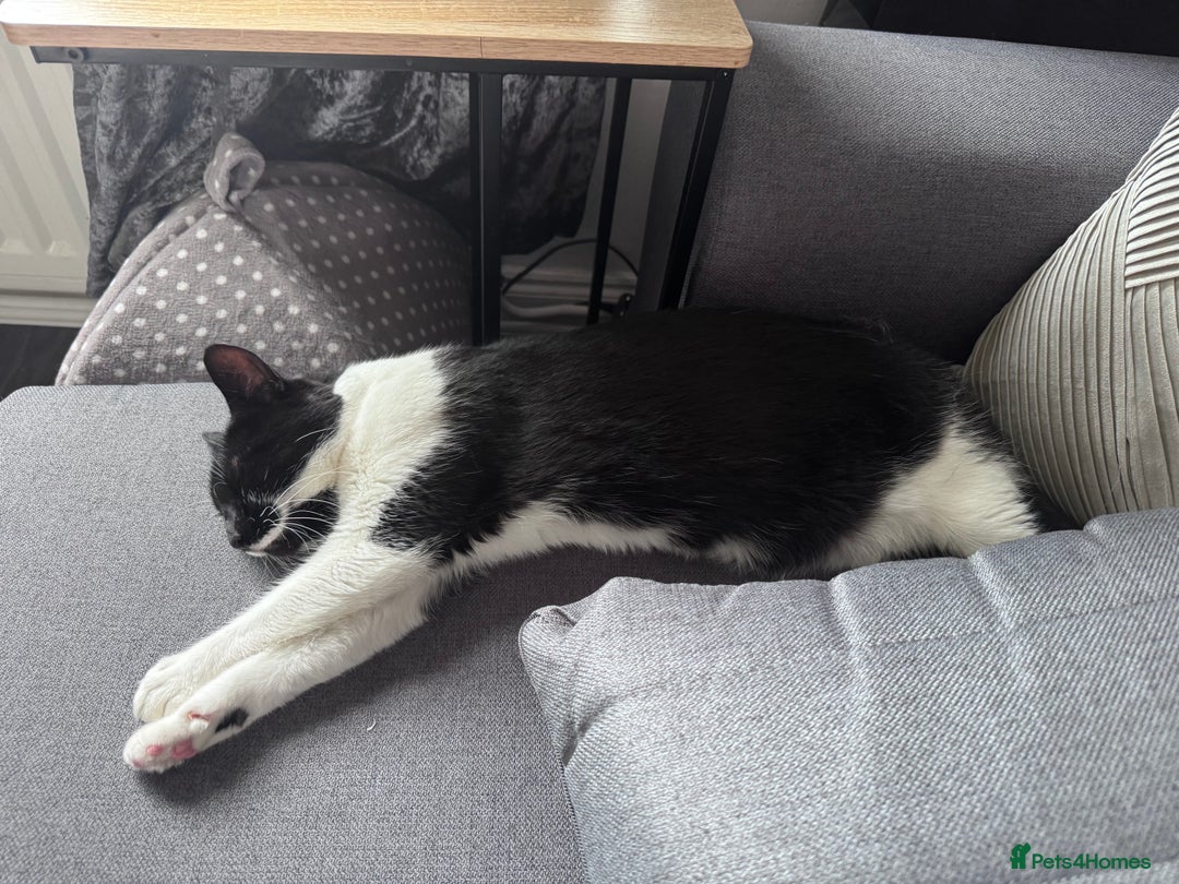 Domestic Shorthair cats for sale: Lovely cat female looking for home! - Image 8