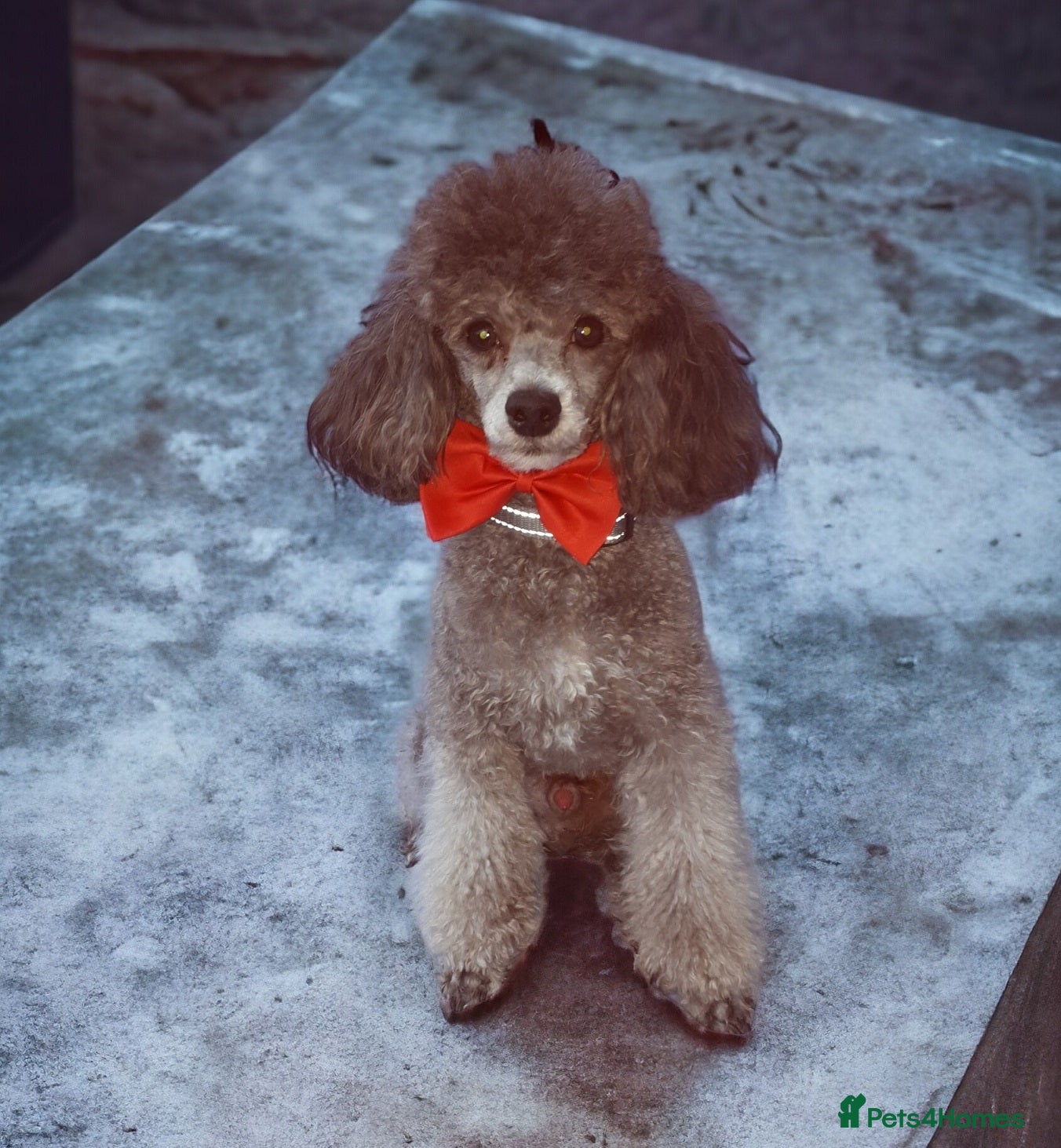 Toy Poodle dogs Toy Poodle Studs in Norfolk - Advert 1