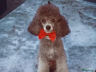 Toy Poodle dogs Toy Poodle Studs in Norfolk - Advert 1