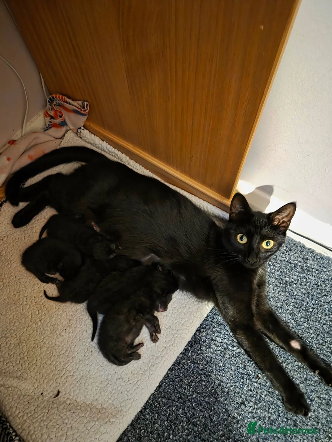 British Shorthair cats for sale: 3 black kittens for sale in Lewes - Advert 1