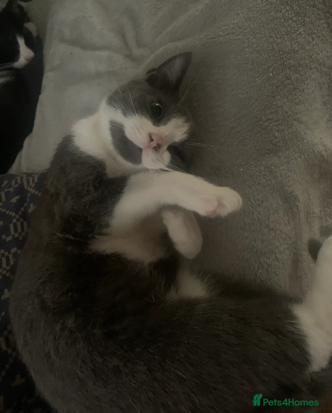 Mixed Breed cats for sale: Youngsters looking for home - Advert 28