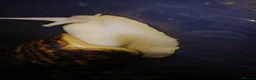 Snails invertebrates for sale: Albino Giant African Snails Marginata - Advert 4