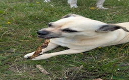 Jug dogs for sale: Sophie is looking for a calm home - Image 5
