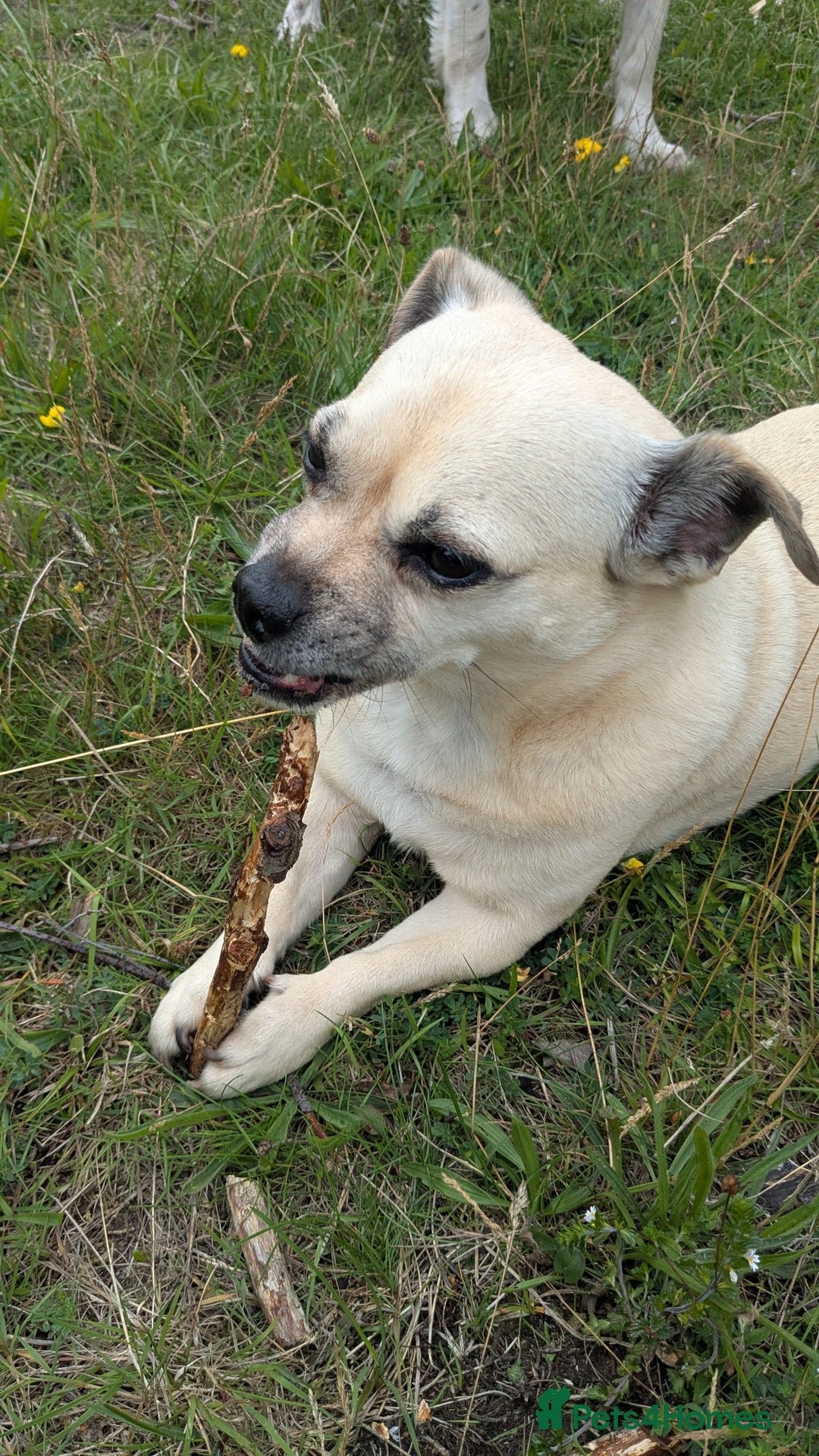 Jug dogs for sale: Sophie is looking for a calm home - Image 5