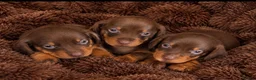 Dachshund dogs for sale: Miniature dachshund puppy  - Advert 3