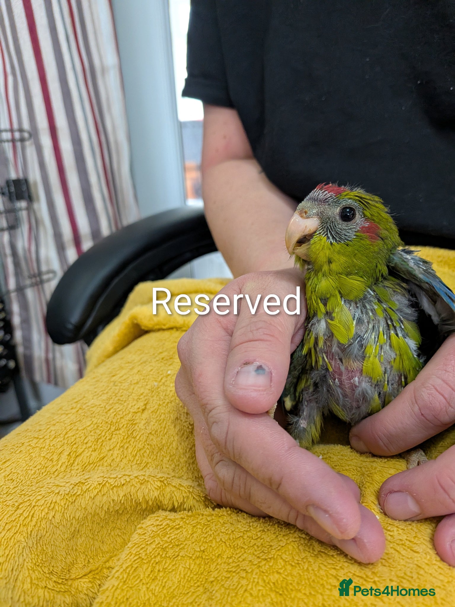 Parrots birds Baby Khakariki small parrots x6 - Advert 15