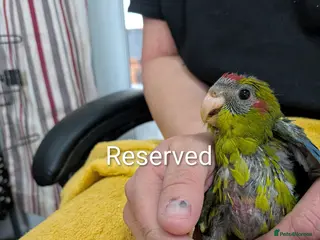 Parrots birds Baby Khakariki small parrots x6 - Advert 15