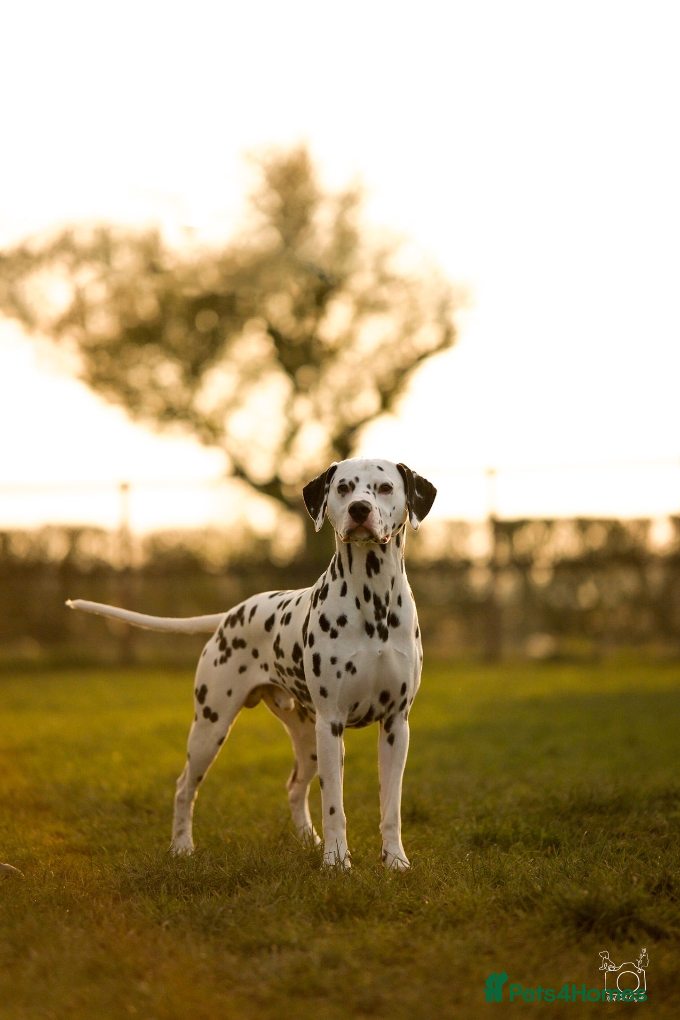 Dalmatian dogs KC registered Dalmatian stud - Introductory fee - Advert 1