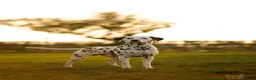 Dalmatian dogs for stud: KC registered Dalmatian stud - Introductory fee - Advert 1
