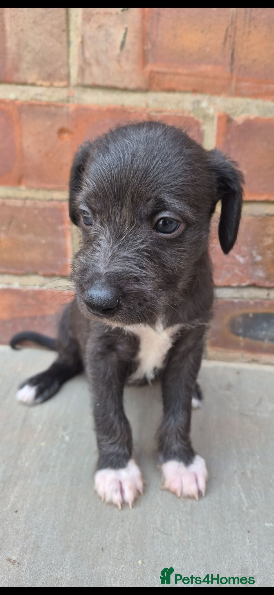 Mixed Breed dogs F1 Bedlington x whippet pups first cross  - Advert 20