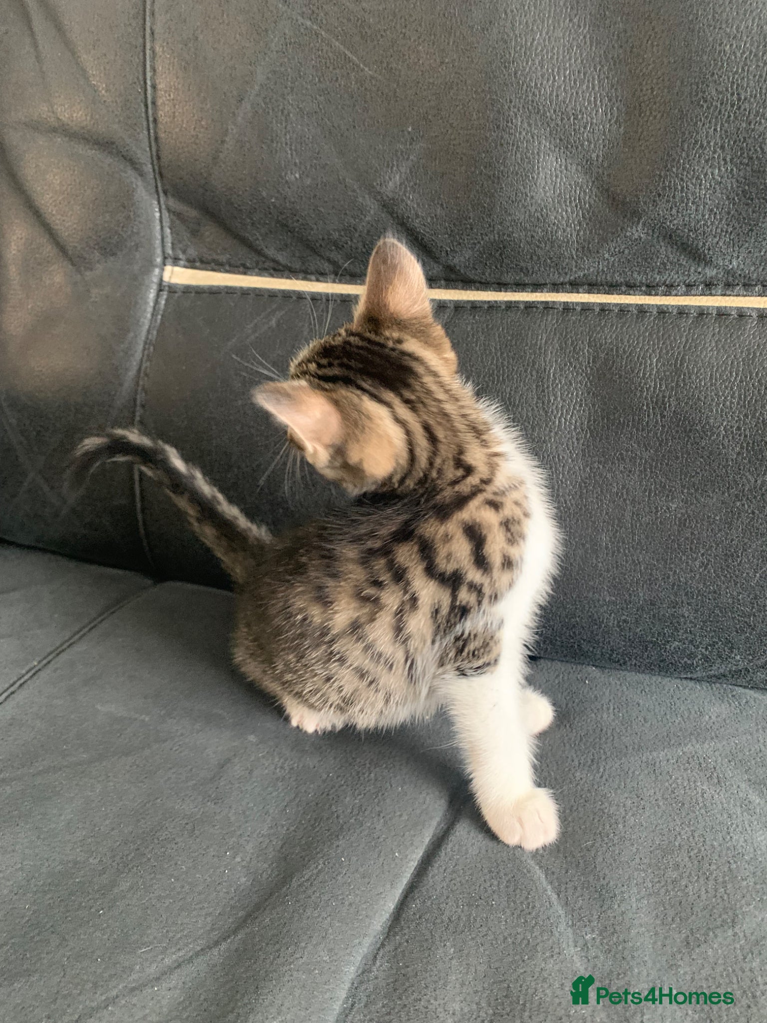 Mixed Breed cats maincoon x READY TO LEAVE - Advert 11