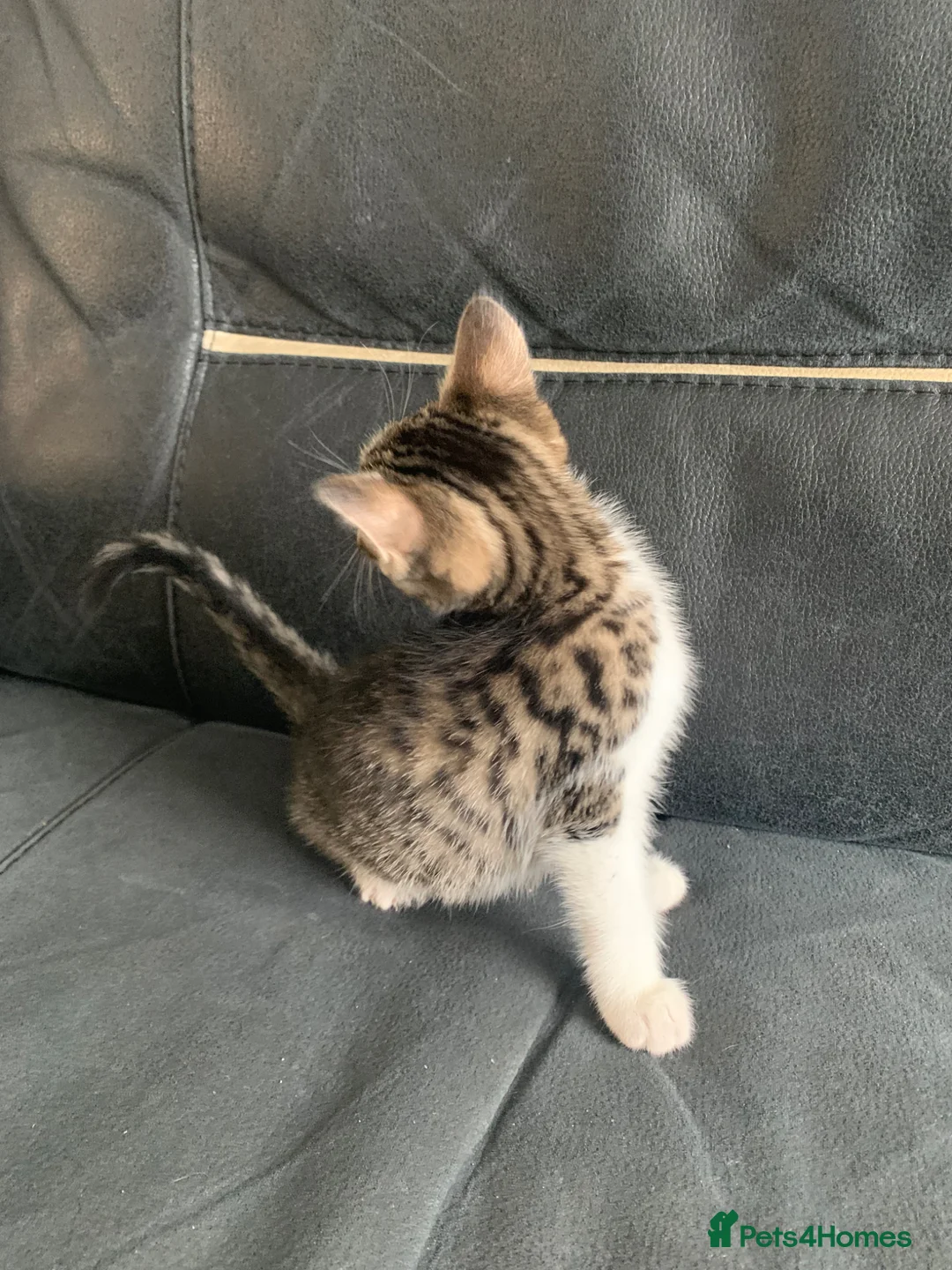 Mixed Breed cats for sale: maincoon x READY TO LEAVE - Advert 1
