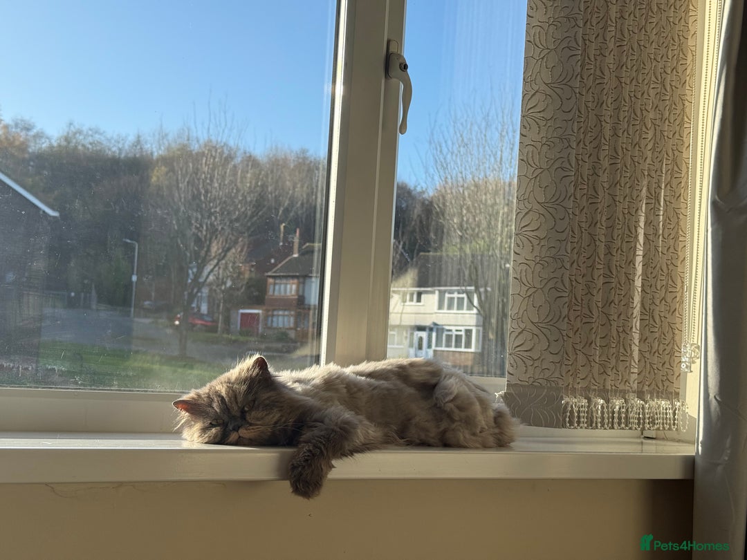 British Longhair cats for sale: Female cat - Advert 1