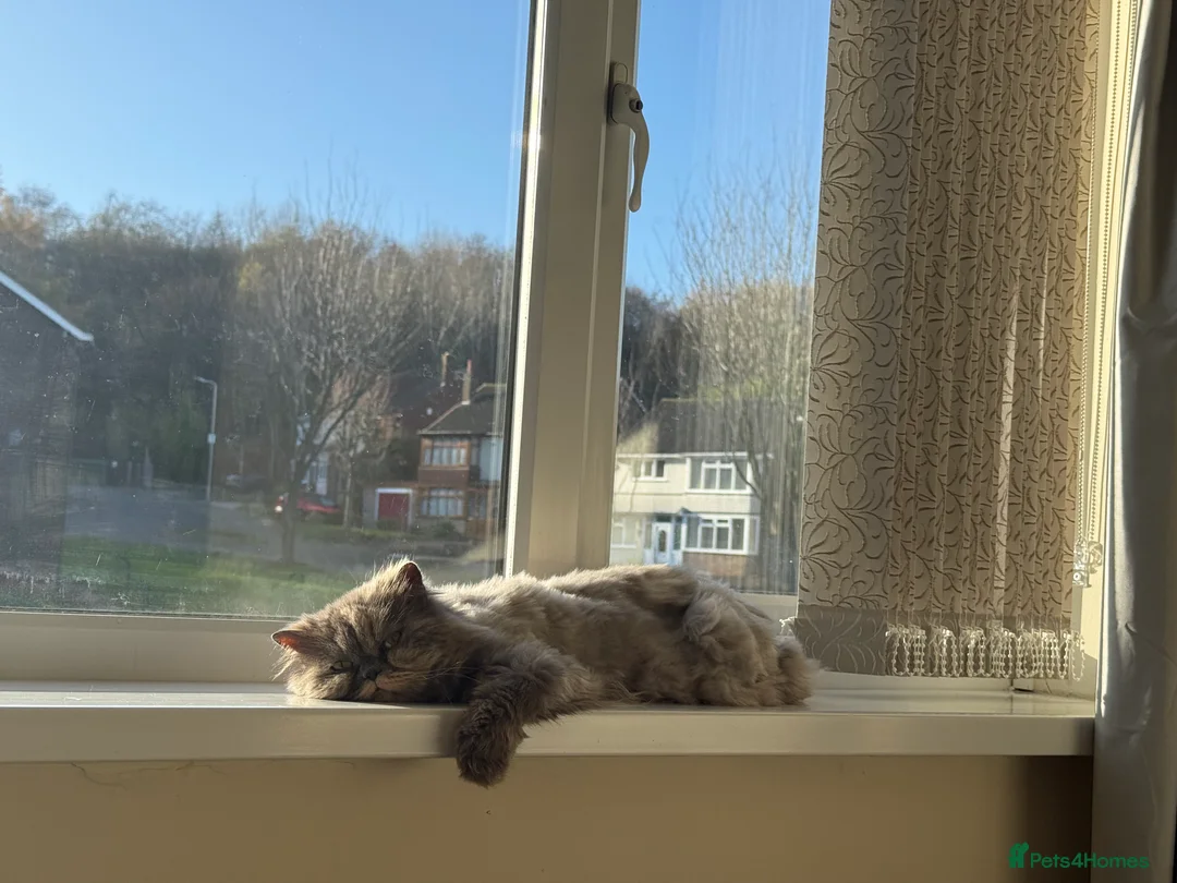 British Longhair cats for sale: Female cat - Advert 1