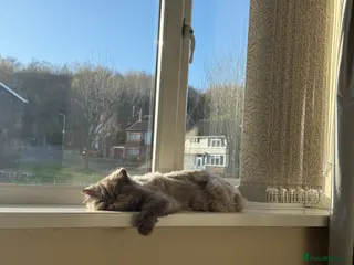 British Longhair cats Female cat - Advert 6