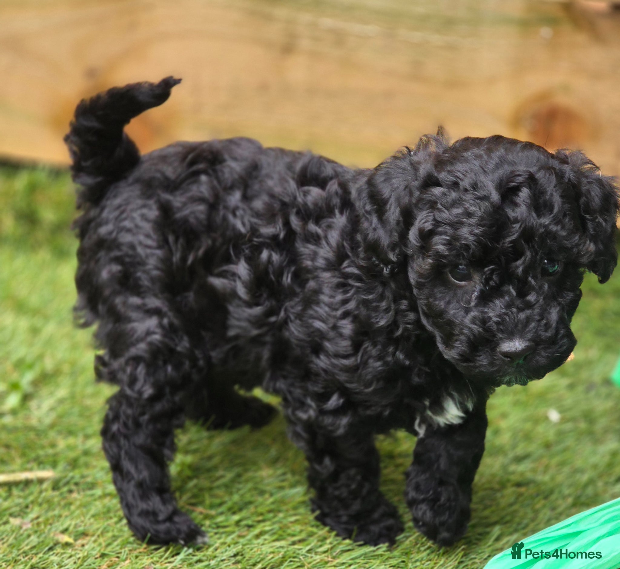 Cavapoo dogs F1b Dna health tested cavapoos - Advert 1