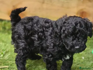 Cavapoo dogs for sale: F1b Dna health tested cavapoos - Advert 1