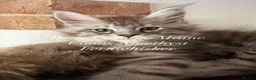 Maine Coon cats for sale: 🐾 Exceptional TICA Registered Maine Coon Kittens in Skegness - Advert 5