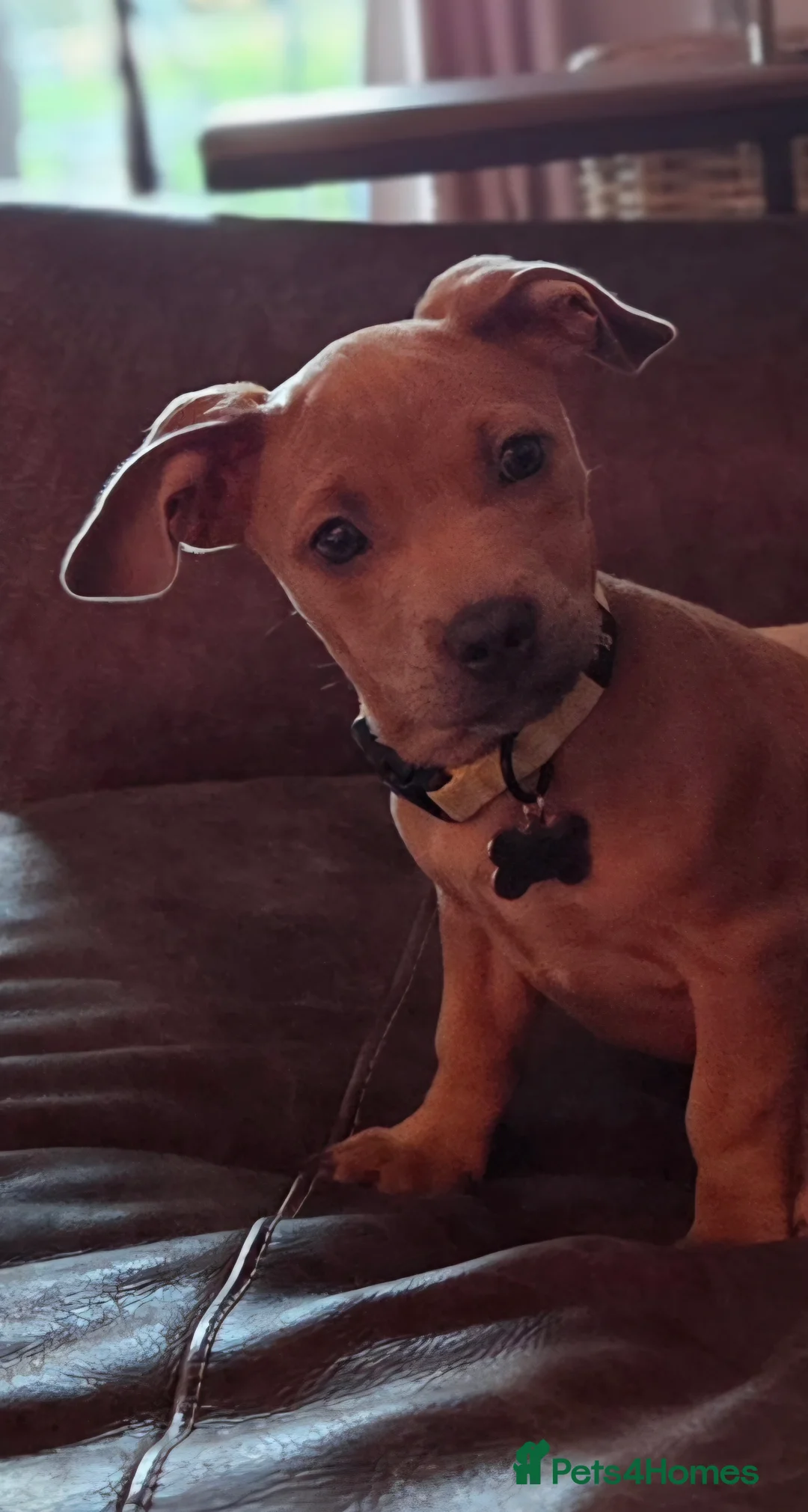 Mixed Breed dogs for sale: Audrey 5 month old dachshund cross - Advert 3