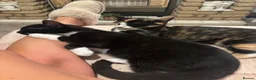 Domestic Shorthair cats for sale: Ronnie and Reggie  in Stourbridge - Advert 9