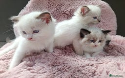 Ragdoll cats for sale: ***Ready Now Ragdoll Boys Ready For New Homes. - Image 15