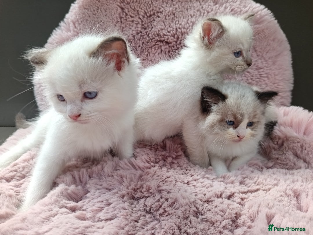 Ragdoll cats for sale: ***Ready Now Ragdoll Boys Ready For New Homes. - Image 15